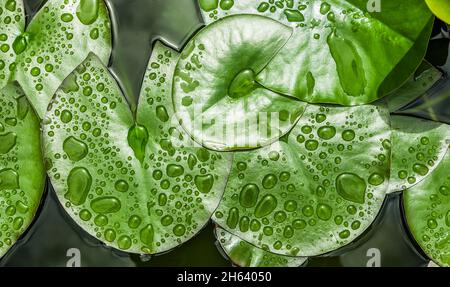 Wassertropfen auf grünen Seerosenunterlage Stockfoto