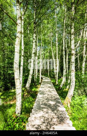 Weg aus Holzplanken durch einen Birkenwald Stockfoto