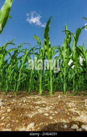 Junge grüne Maispflanzen im Sommer Stockfoto