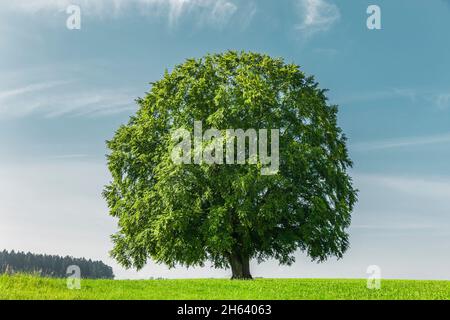 Alte Buche auf einer Wiese Stockfoto