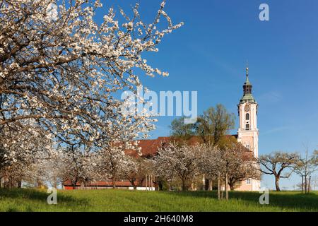 Wallfahrtskirche und kloster birnau, Obstbaumblüte im Frühjahr, unteruhldingen, Bodensee, baden württemberg, deutschland Stockfoto