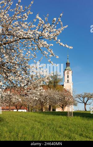 Wallfahrtskirche und kloster birnau, Obstbaumblüte im Frühjahr, unteruhldingen, Bodensee, baden württemberg, deutschland Stockfoto