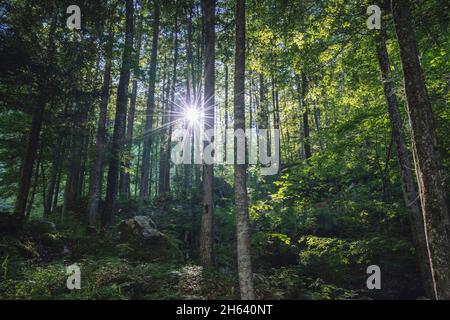 Schöne Sonne platzt und Schatten im Sommerwald rund um hallstatt, österreich. Stockfoto