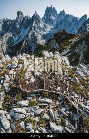 Eine atemberaubende Aussicht auf den Berg cadini di misurina in den italienischen alpen, dolomiten. Kiefer auf den Felsen im Vordergrund. Stockfoto