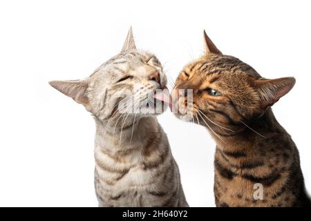 Zwei unterschiedlich gefärbte bengalkatzen nebeneinander pflegen sich gegenseitig lecken zeigen Zuneigung isoliert auf weißem Hintergrund Stockfoto