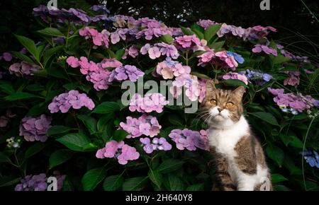 Tabby weiße britische Kurzhaarkatze, die im Garten vor einer rosa blühenden Hortensienpflanze sitzt Stockfoto