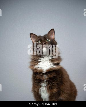 Schokoladenweiße braune laperm-Katze mit lockigem Langhaarpelz sitzt neugierig auf grauem Hintergrund mit Kopierraum Stockfoto