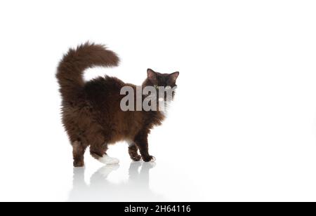 Seitenansicht einer schokoladenweißen laperm-Katze mit lockigem, flauschigen Fell isoliert auf weißem Bqackground Stockfoto