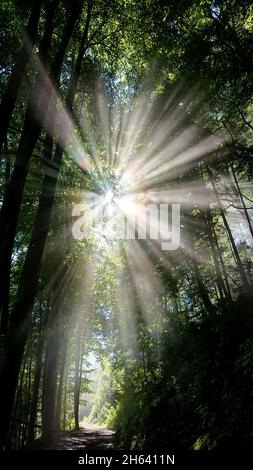 Sonnenstrahlen fallen durch die Baumkronen der Blätter in einem Wald Stockfoto