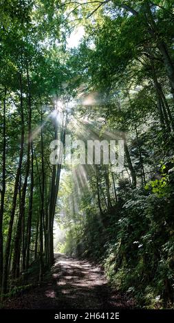 Sonnenstrahlen fallen durch die Baumkronen der Blätter in einem Wald Stockfoto