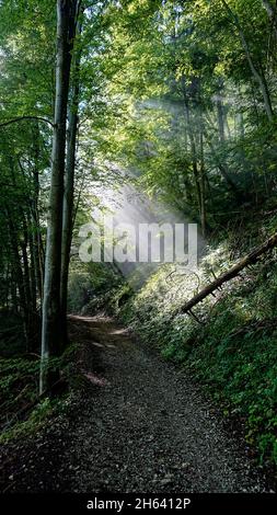 Sonnenstrahlen fallen durch die Baumkronen der Blätter in einem Wald Stockfoto