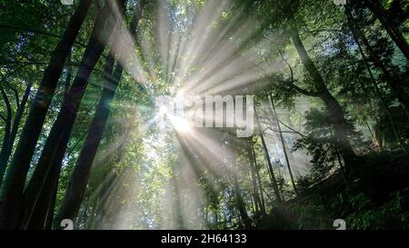 Sonnenstrahlen fallen durch die Baumkronen der Blätter in einem Wald Stockfoto