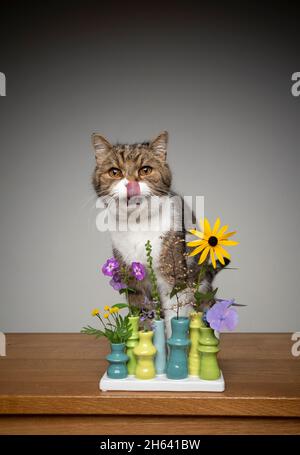 Niedliche gestromte weiße britische Kurzhaarkatze, die hinter Blumenvase mit verschiedenen potenziell giftigen Pflanzen sitzt, die Lippen lecken Stockfoto