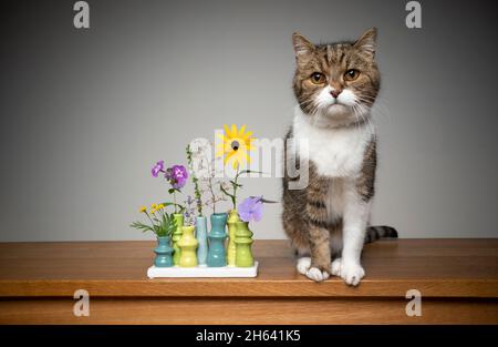 Süße gestromte weiße britische Kurzhaarkatze, die neben einer Blumenvase sitzt, mit verschiedenen Pflanzen, die die Kamera mit Kopierraum betrachten Stockfoto