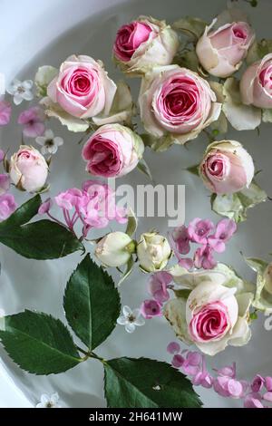 Blumen schweben in einer Schüssel mit Wasser Stockfoto