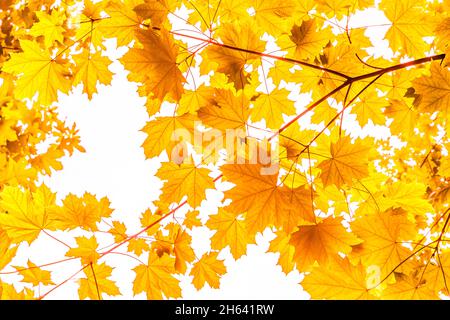 goldene Blätter eines Ahornbaums im Herbst Stockfoto