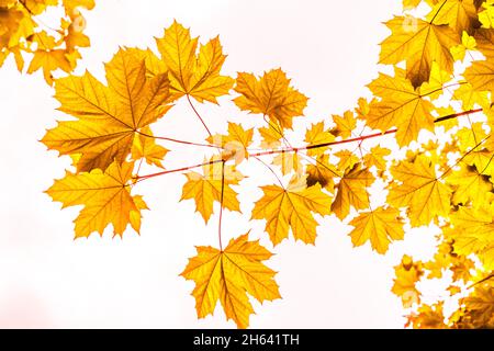 goldene Blätter eines Ahornbaums im Herbst Stockfoto