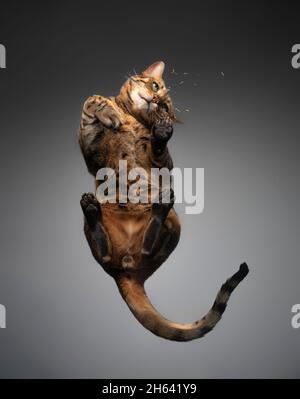 Ansicht von unten einer braun gefleckten, tabby-bengalischen Katze, die auf einem Glastisch ruht und auf Katzenminze oder Baldrianwurzel blickt Stockfoto