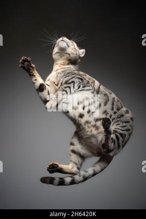 Ansicht von unten einer silberfarbenen gestromten bengalkatze, die auf einem Glastisch liegt Stockfoto