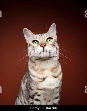 Schönes silbernes tabby bengal Katzenportrait auf braunem Hintergrund mit Kopierraum Stockfoto