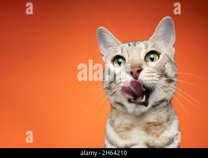 Kopfportrait einer hungrigen, grün äugigen, silber gestromten bengalkatze, die Lippen auf orangefarbenem Hintergrund leckt und Platz zum Kopieren hat Stockfoto