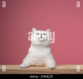 Niedliche blauäugige weiße britische Kurzhaarkatze, die sich auf einer Holztheke stützt und neugierig auf einem rosa Hintergrund mit Platz für Kopien aufschaut Stockfoto