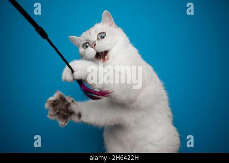 Verspielte weiße britische Kurzhaarkatze spielt mit Federspielzeug auf blauem Hintergrund Stockfoto