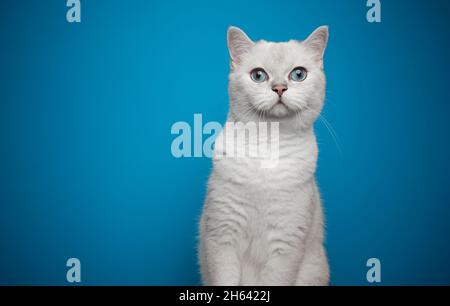 Neugierige blauäugige weiße britische Kurzhaarkatze, die auf blauem Hintergrund mit Kopierraum auf die Kamera schaut Stockfoto