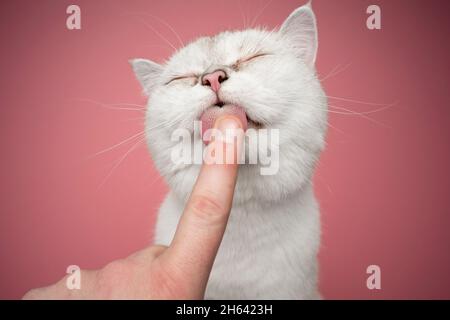 Nette weiße britische Kurzhaarkatze leckt Finger auf rosa Hintergrund Stockfoto