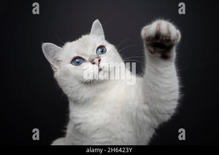 Verspielte weiße britische Kurzhaarkatze mit blauen Augen, die auf schwarzem Hintergrund die Pfote heben Stockfoto