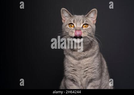 Hungrige tabby britische Kurzhaarkatze leckt Lippen und schaut auf das Kameraporträt auf schwarzem Hintergrund mit Kopierraum Stockfoto