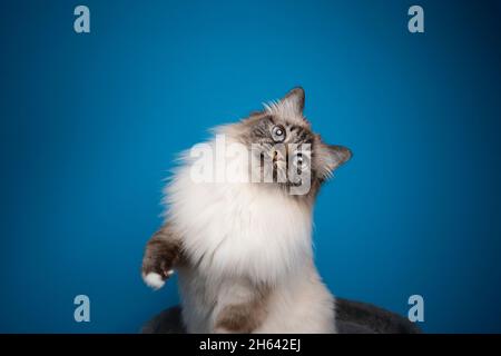 Verspielte Robbenspitze, gestromte birman-Katze, die auf blauem Hintergrund aufsteht, mit einem Kopierraum, der neugierig auf die Kamera schaut Stockfoto