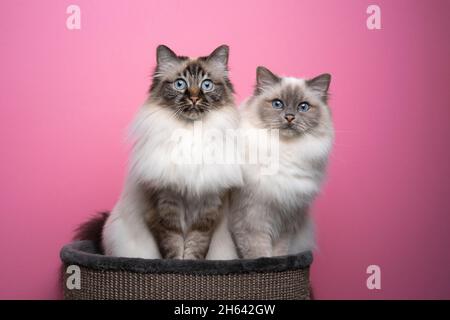 Zwei flauschige, blauäugige birman-Katzen, die nebeneinander auf dem Tierbett sitzen und neugierig auf die Kamera auf einem rosa Hintergrund mit Platz zum Kopieren blicken Stockfoto