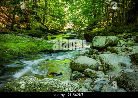 Wolfensteiner ohe in der buchberger Leite im bayerischen Wald Stockfoto