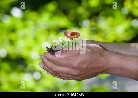 Hände halten einen Pilz im Wald Stockfoto