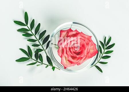 Beauty Hintergrund Make-up kosmetisches Produkt, mit grünem Blatt und rosa Rose in einer Petrischale. Bio-Naturkosmetik-Konzept. Weicher, selektiver Fokus... Stockfoto