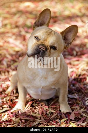 Aufmerksamer 5-jähriger rot-brauner französischer Bulldogge-Kopf, der im Herbst den Hintergrund verlässt. Stockfoto