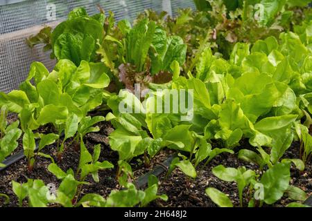 Issaquah, Washington, USA. Im Vordergrund stehen Chiogga-Rübenpflanzen und im Hintergrund Salatpflanzen. Stockfoto