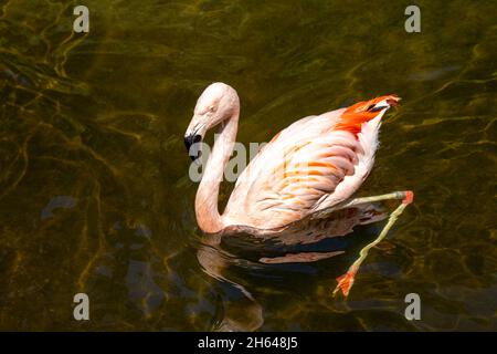 Seattle, Washington, USA. American Flamingo schwimmend im Woodland Park Zoo von Seattle. Stockfoto