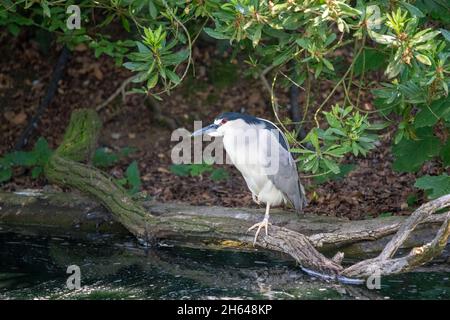 Seattle, Washington, USA. Black-Crowned Night Heron (oder Black-Capped Night Heron) auf einem Baumstamm im Seattle Woodland Park Zoo. Stockfoto