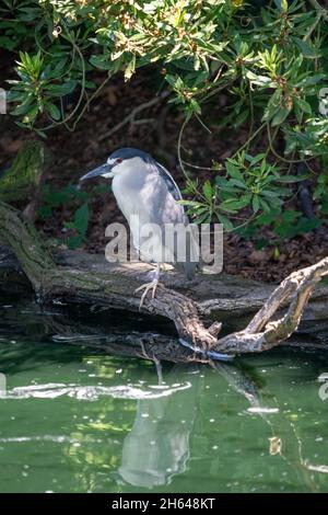 Seattle, Washington, USA. Black-Crowned Night Heron (oder Black-Capped Night Heron) auf einem Baumstamm im Seattle Woodland Park Zoo. Stockfoto