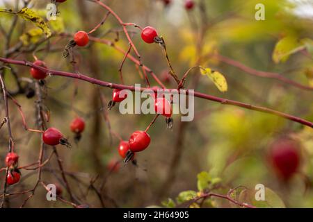 Rote Hagebutten hängen an einem Ast. Gelbe Blätter, Spätherbst in Russland. Ländliche Landschaften, Natur. Stockfoto