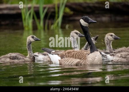 Issaquah, Washington, USA. Erwachsene und Jugendliche Kanadagänse im Lake Sammamish State Park. Stockfoto