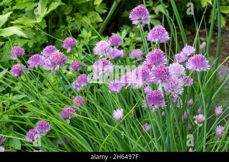 Issaquah, Washington, USA. Überwinterte, blühende Schnittpflanzen Stockfoto