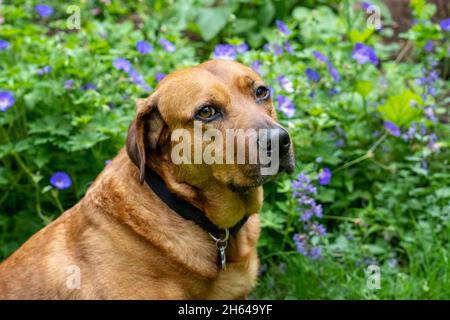 Issaquah, Washington, USA. Red Fox (oder Foxred) Labrador 'Mitchell' sitzt vor den Campanula Blue Waterfall Blumen. Stockfoto