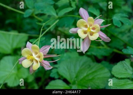 Issaquah, Washington, USA. Aquilegia 'Swan Pink and Yellow' Columbine-Blüten. Stockfoto