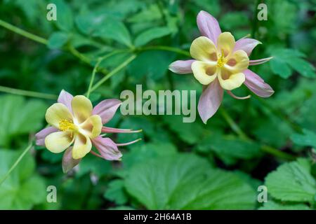 Issaquah, Washington, USA. Aquilegia 'Swan Pink and Yellow' Columbine-Blüten. Stockfoto