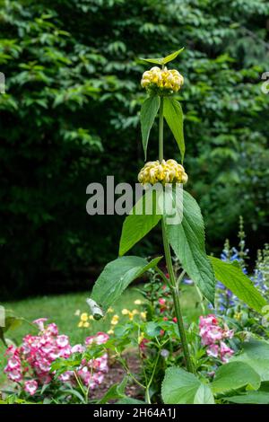 Issaquah, Washington, USA. Türkische Salbei (Phlomis russeliana) blüht. Im Sommer entwickeln sich in regelmäßigen Abständen in den Blattachseln Whorlen von grünen Knospen Stockfoto