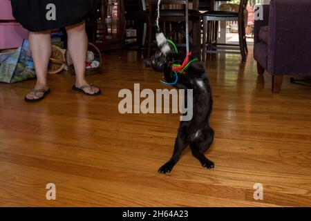 Zwei Monate altes schwarzes Kätzchen, Mr. Pickles, springt auf, um mit einem baumelnden Spielzeug an einer Schnur zu spielen (MR) (PR) Stockfoto