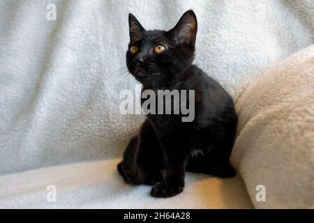 Zwei Monate altes schwarzes Kätzchen, Mr. Pickles sitzt auf einer Decke (PR) Stockfoto